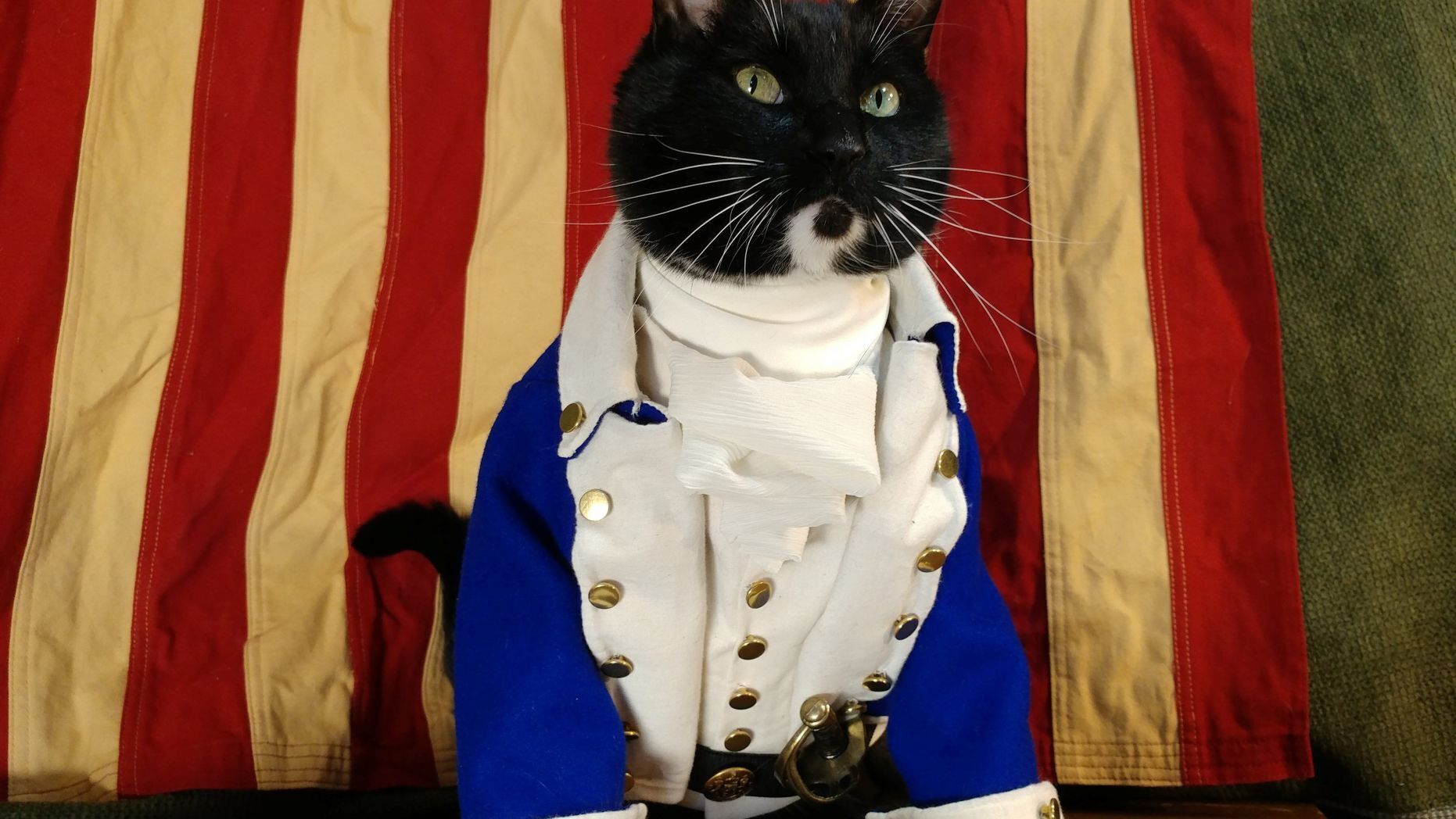 hamilton cat 10-31-20.jpg